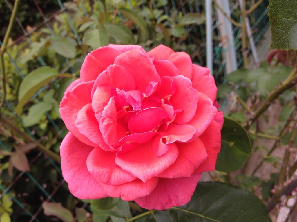 Affittacamere Le Rose Imola Ngoại thất bức ảnh